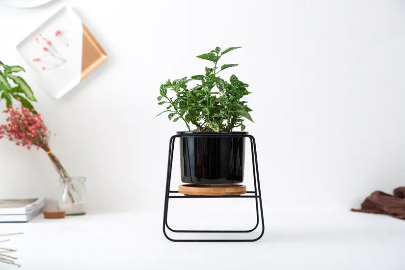 Geometric Ceramic Planter Set with Bamboo Stand and Iron Frame