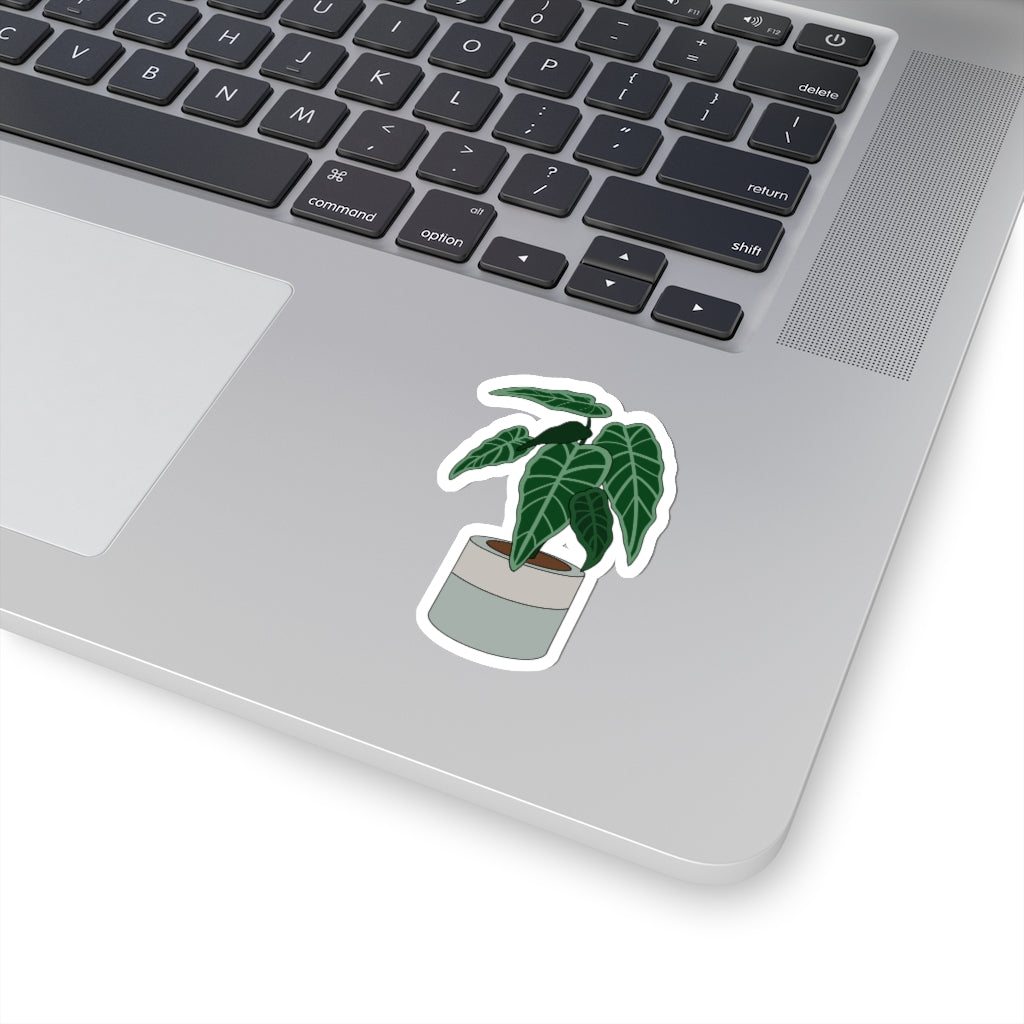 Plant Stickies