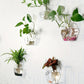 Geometric Hydroponic Glass Planter