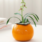 Citrus Hydroponic Vase