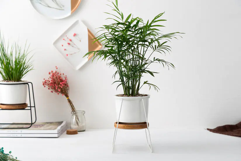 Geometric Ceramic Planter Set with Bamboo Stand and Iron Frame
