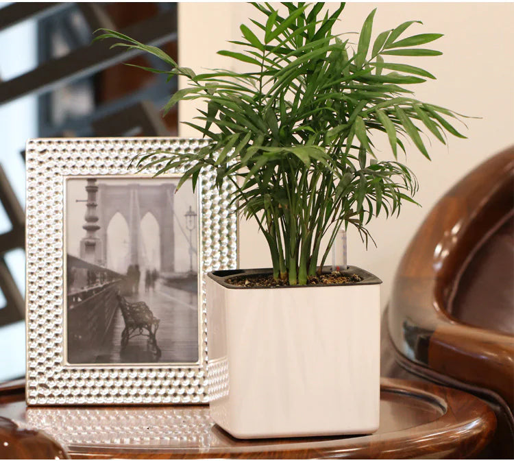 Water-Absorbing Planter