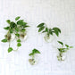 Geometric Hydroponic Glass Planter