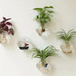 Geometric Hydroponic Glass Planter