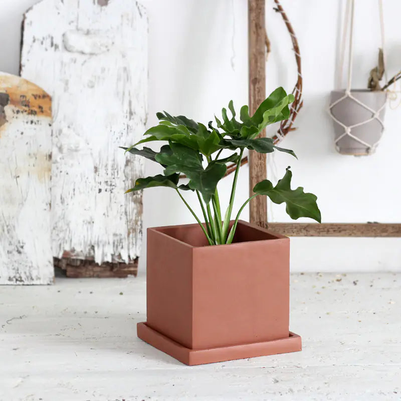 Square Cement Planter with Tray