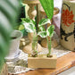 Plant Propagation Station