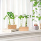 Plant Propagation Station