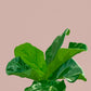 Fiddle Leaf Fig Digital Print
