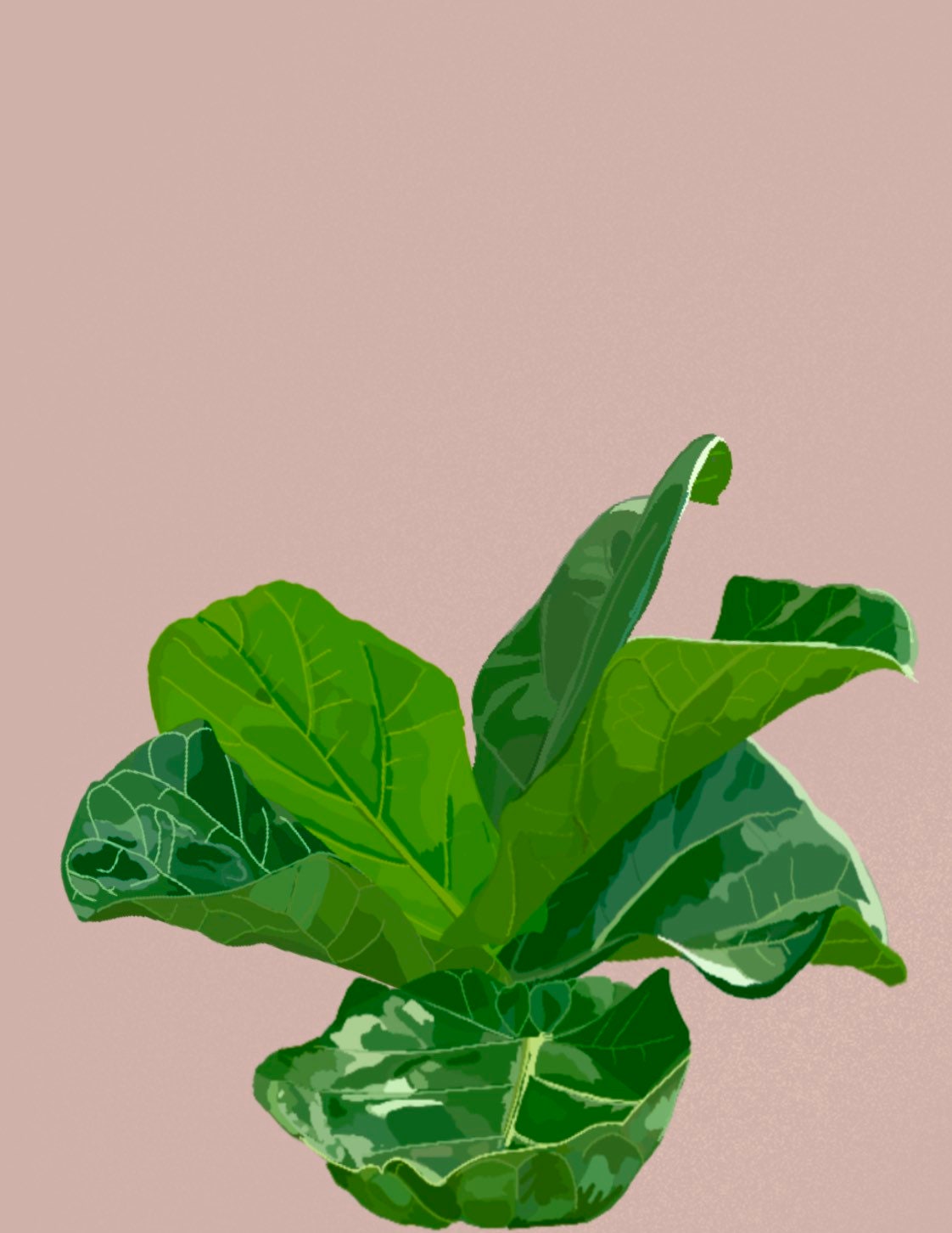 Fiddle Leaf Fig Digital Print